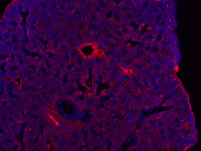 Валидация AssayVector ARM1224(590)