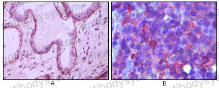Валидация AntibodySystem RHC33002