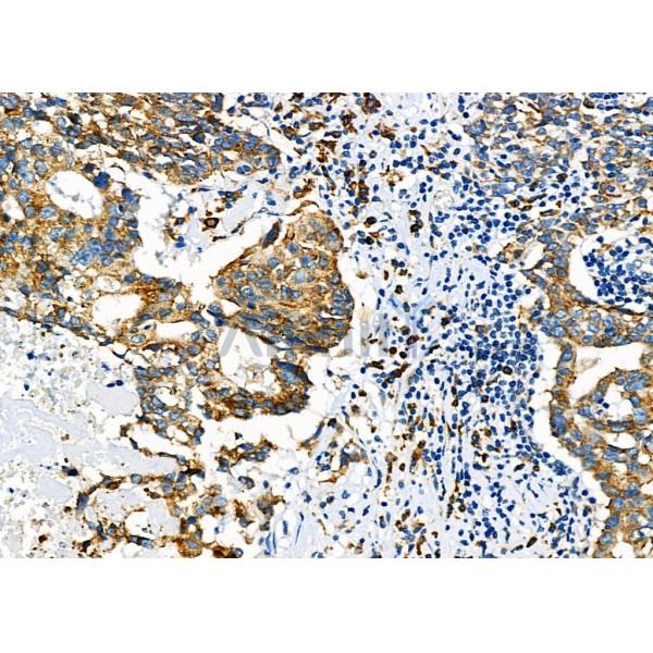 Валидация Affinity AF9062 - 4816