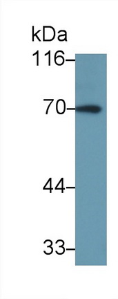 52142