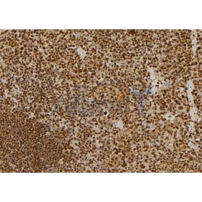 Валидация Affinity DF4249 - 15635