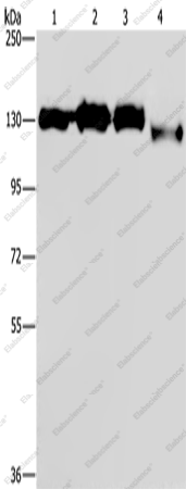 Вестерн-блоттинг, GTF2I, клетки HeLa, 293T, Raji и 231