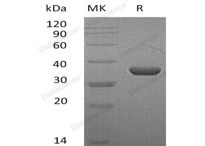Валидация Elabscience PKSM041103(5022)