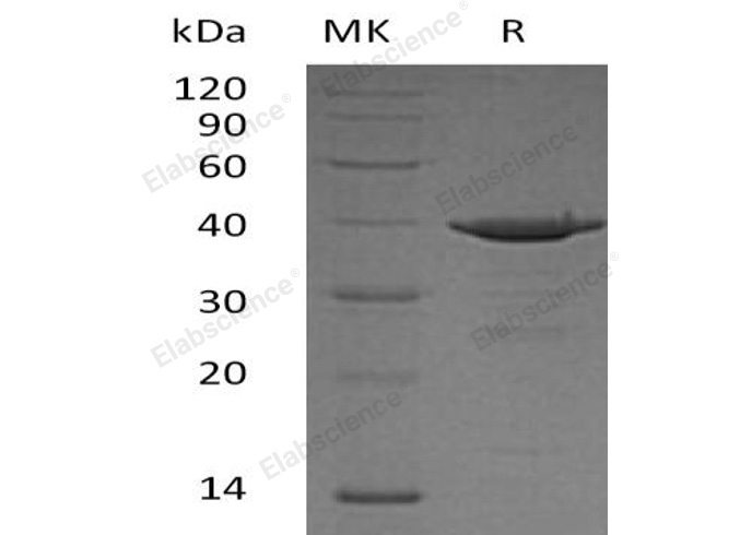 Валидация Elabscience PKSH032342(2833)