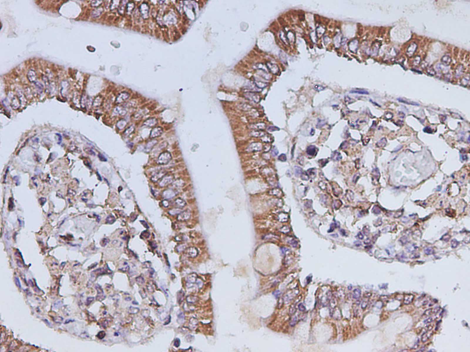 Валидация Elabscience D-AB-10453L