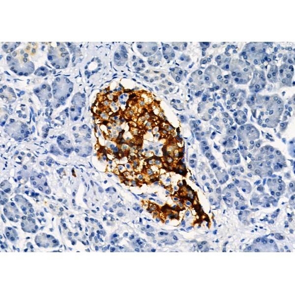 Валидация Affinity AF4202 - 2176