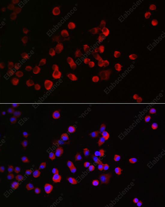 Иммунофлуоресценция, CRMP1, клетки Neuro-2a