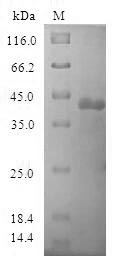 SDS-PAGE