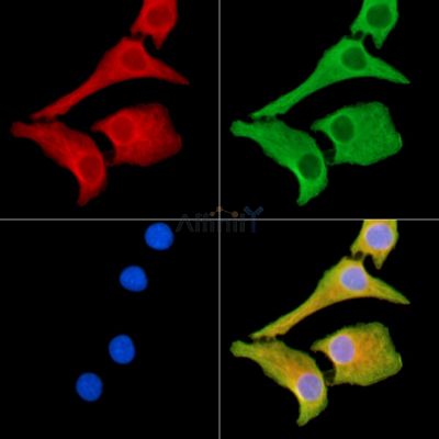 Валидация Affinity DF14185 - 10000