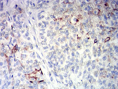 Валидация AntibodySystem RHC33007