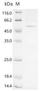 SDS-PAGE