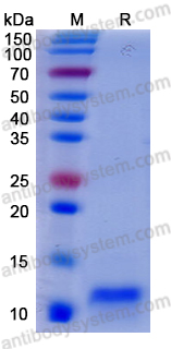 Валидация AntibodySystem YHE08101