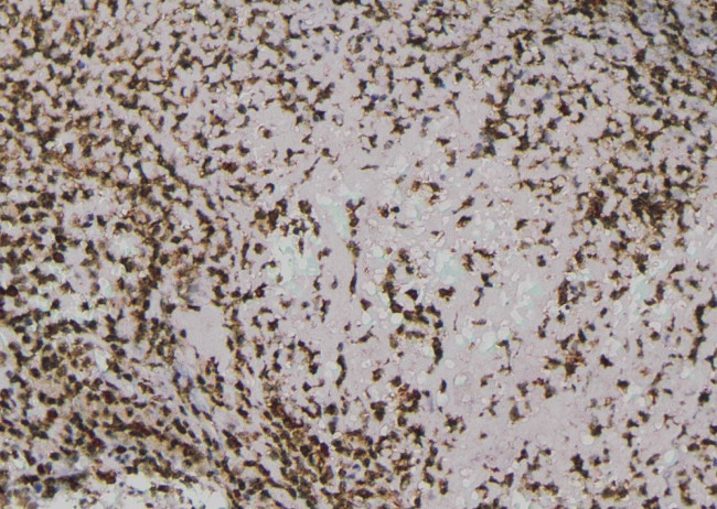 Валидация AssayVector ARM1993(2928)