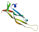 Interleukin 17C (IL17C) Interleukin 17C (IL17C)