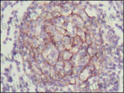 Валидация AntibodySystem RHH25502