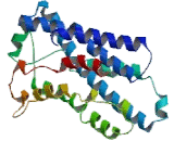 G Protein Coupled Receptor 77 (GPR77) G Protein Coupled Receptor 77 (GPR77)