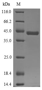 SDS-PAGE