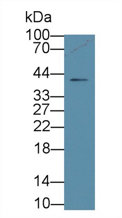 17677