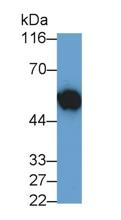 23084
