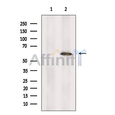 Валидация Affinity DF2246 - 12789