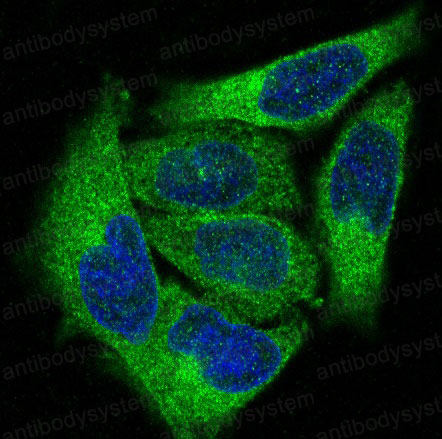 Валидация IF - AntibodySystem RHD23201