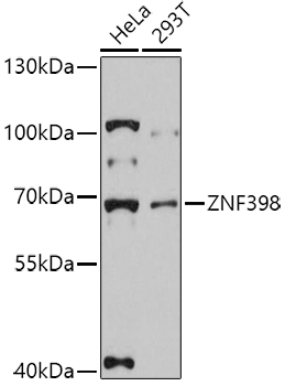Валидация Elabscience E-AB-90671