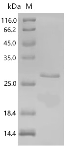 SDS-PAGE