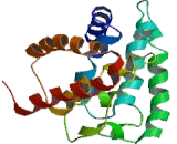 Alpha-Fetoprotein (aFP)