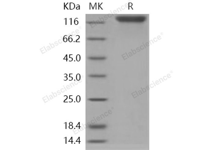 Валидация Elabscience PKSH031191(1955)