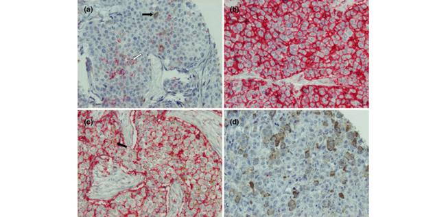 Валидация AssayVector ARM1465(1363)