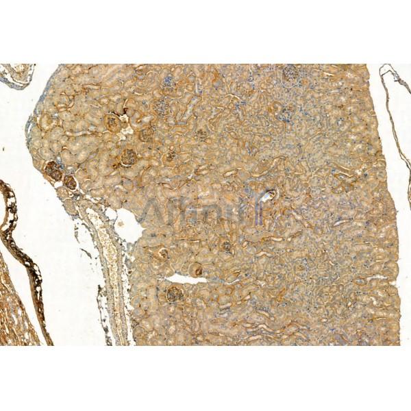 Валидация Affinity AF5344 - 2935