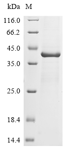 SDS-PAGE