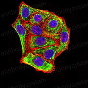 Валидация IF - AntibodySystem RHC17804