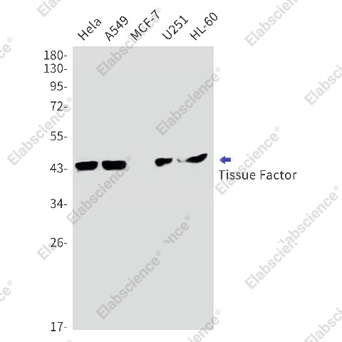 Вестерн-блоттинг, Tissue Factor, клетки HeLa, A549, MCF-7, U251, HL-60