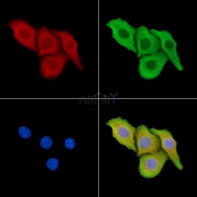 Валидация Affinity DF14187 - 10006