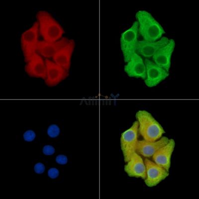 Валидация Affinity DF15268 - 11555