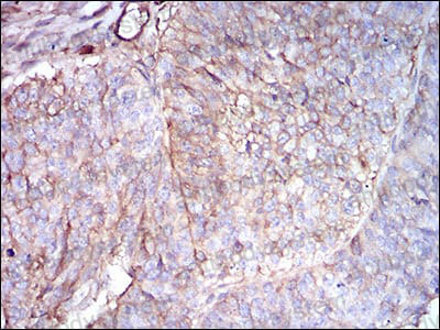 Валидация AntibodySystem RHF46106 (2523)
