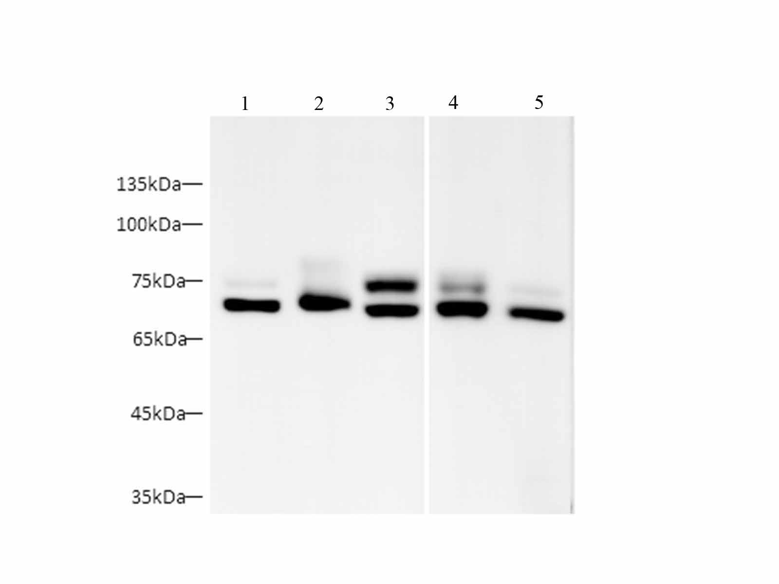 Валидация Elabscience AN00298HP