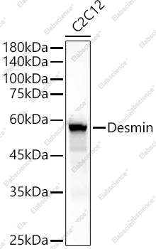 Вестерн-блоттинг, Desmin, клетки C2C12