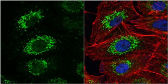 Валидация AssayVector ARM2672(5024)