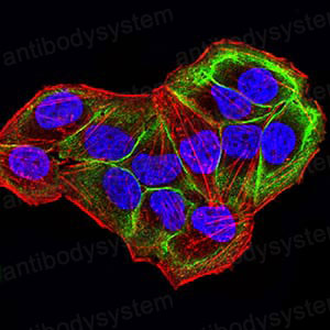 Валидация IF - AntibodySystem RHN89403