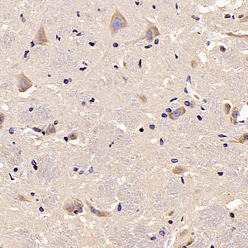 Валидация Elabscience E-AB-70210