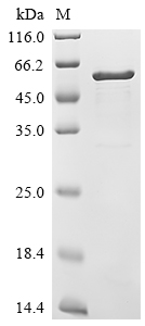 SDS-PAGE