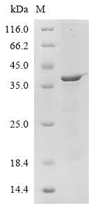 SDS-PAGE
