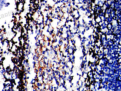 Валидация AntibodySystem RHJ43602 (3407)