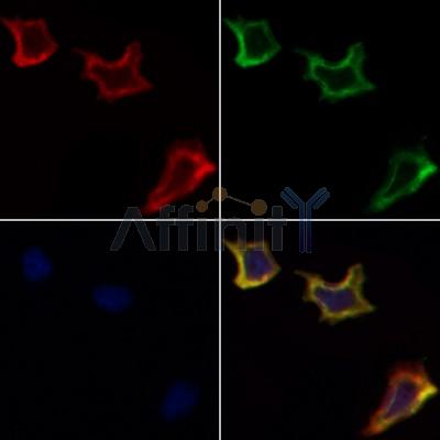 Валидация Affinity DF3534 - 14476