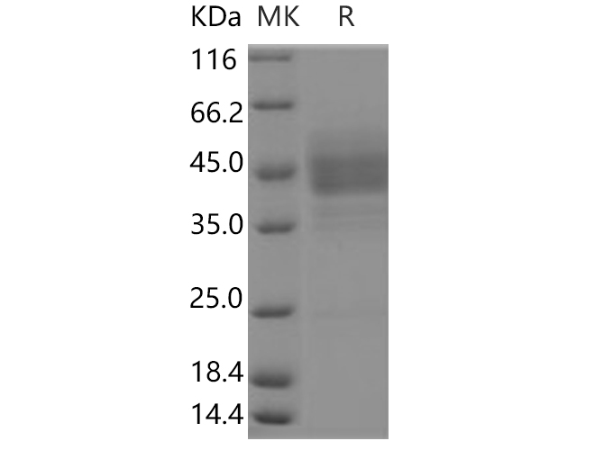 Валидация Elabscience PKSH030546(1454)