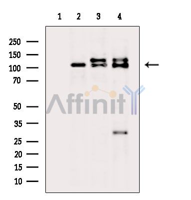 Валидация Affinity DF13777 - 9443
