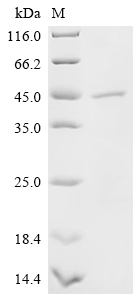 SDS-PAGE