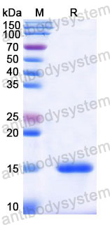 Валидация SDS-PAGE - AntibodySystem RHD69101